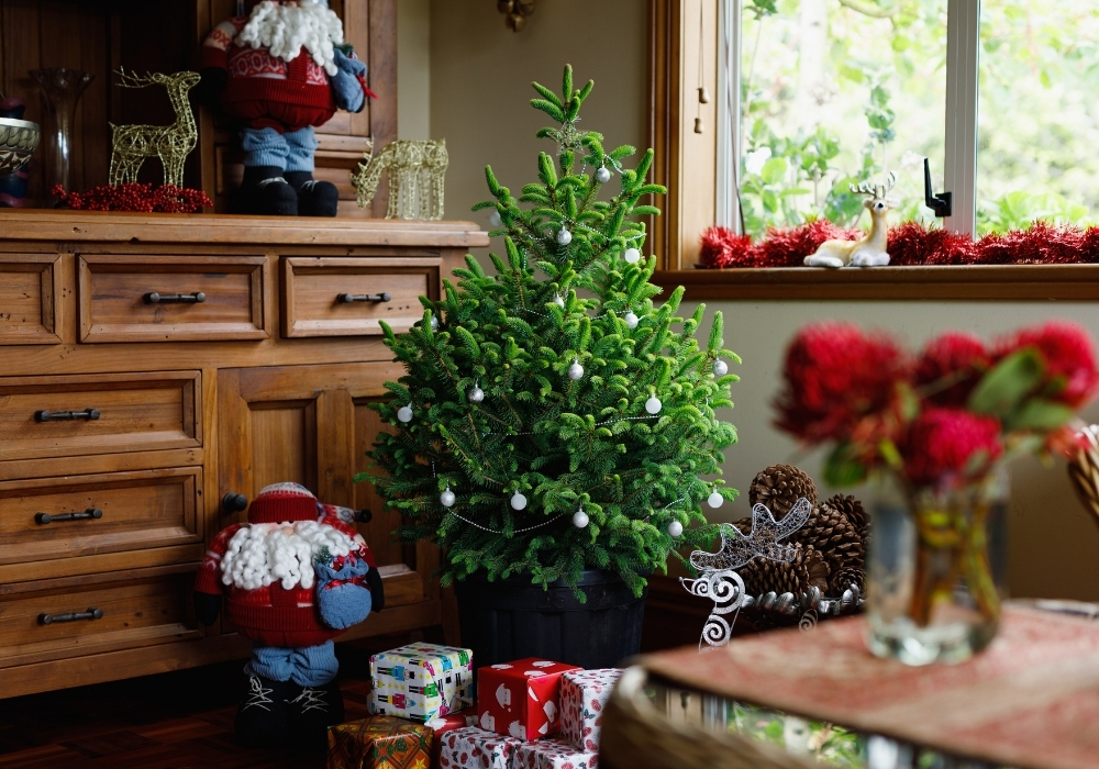 Potted Xmas Trees Nz